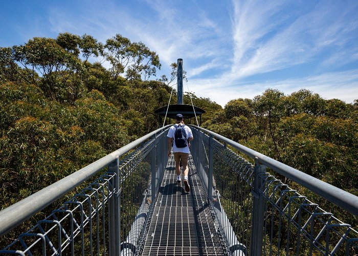 Illawarra Fly Treetop Walk Illawarra Fly Treetop Adventure photo