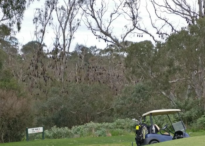 Yarra Bend Golf Course Flying foxes surrounding the 14th at Yarra Bend, Vic, Aus. : r/golf photo