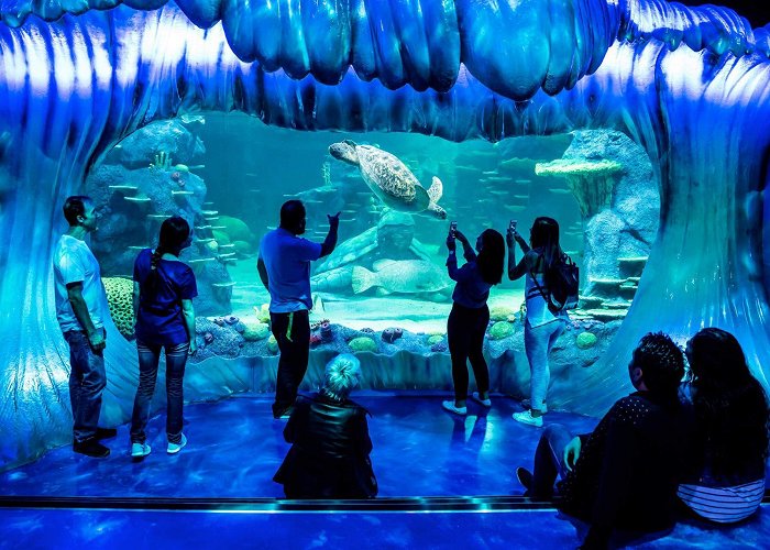 Sydney Aquarium Sea Life Sydney Aquarium | Best things to do with kids Darling ... photo