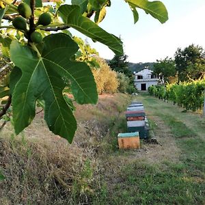 Naturaliterre Bnb - Microfattoria Bed & Breakfast Dovadola Exterior photo