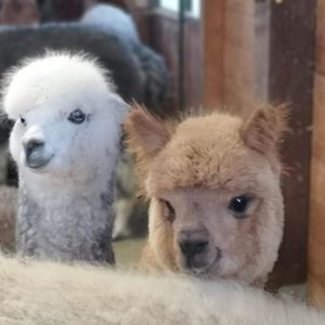 B&B Canossalpaca Exterior photo