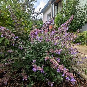 Fewo Am Lewerberg Apartment Liebenburg Exterior photo