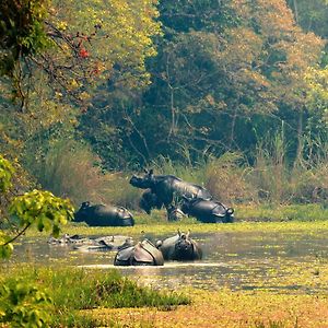 Chitwan Gaida Lodge - Animal Lovers & Birdwatchers Paradise Sauraha Exterior photo