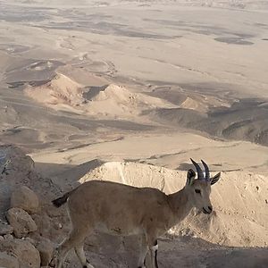 Desert Peace Hotel Mitzpe Ramon Exterior photo