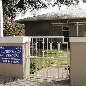 The Big Tree Guest House Hopetown Exterior photo